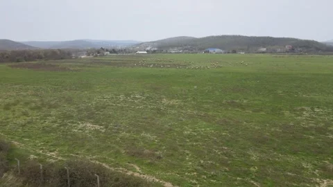 Drone Meets Flock: A Sky-High Sheep Encounter Stock Footage 305667917