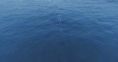 Drone monitors a gray whale at Ruby Beach, Olympic National Park, Washington Stock Footage 123823373