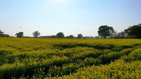 Drone motion footage of bright yellow rapeseed fields Stock Footage 108400149