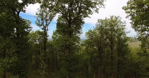 Drone Mountain Trees 001 Video stock 100004999