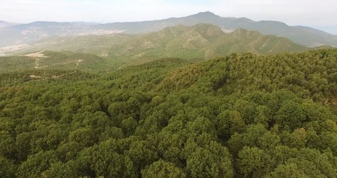 Drone Mountain Trees 002 Video stock 100009356