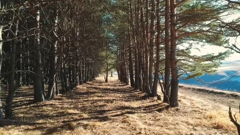 Drone move of the camera back in the forest between the trees. sun day Stock Footage 83654253
