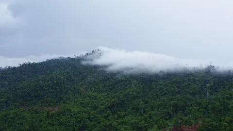 Drone move to Clouds among the trees after a tropical downpour, in the mountains Stock Footage 273073689