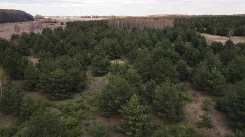 Drone movement along the pine forest. aerial shooting Stock Footage 161149041
