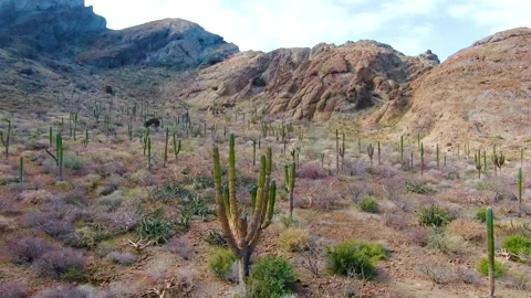 Drone movement among cacti Stock Footage 151714739