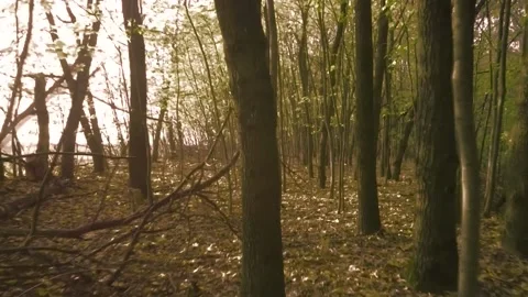 Drone movement between trees, forest, autumn 動画素材 164538142