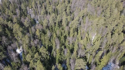 Drone movement in a circle over the forest on a sunny winter day. Video stock 285518750