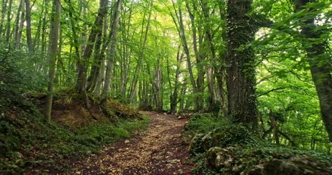Drone movement forward on a path in the beech forest Stock Footage 214442957