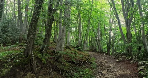 Drone movement forward on a path in the beech forest Stock Footage 214443132