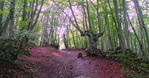 Drone movement forward on a path in the beech forest Stock Footage 214444551