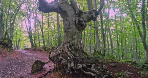 Drone movement forward on a path in the beech forest Stock Footage 214444856
