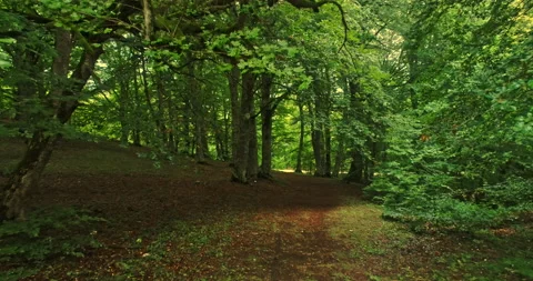 Drone movement forward on a path in the beech forest Stock Footage 214453262