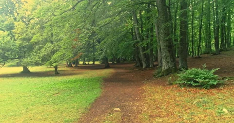 Drone movement forward on a path in the beech forest Stock Footage 214453818