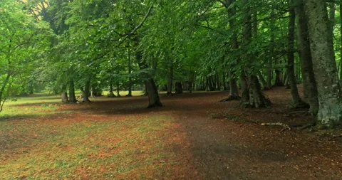 Drone movement forward on a path in the beech forest Stock Footage 214455461