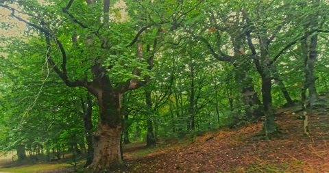 Drone movement forward on a path in the beech forest Stock Footage 214460300
