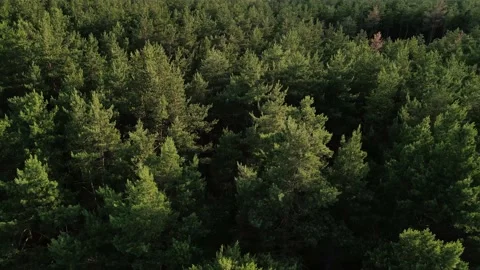 Drone movement over pine forest Stock Footage 166361651