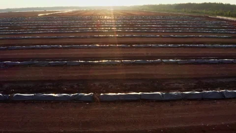 Drone movement from right to left. Peat extraction bog at sunset. Stock Footage 317933358