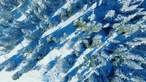 Drone moves above snowy pine forest showing texture and patterns of winter .. Stock Footage 319657706