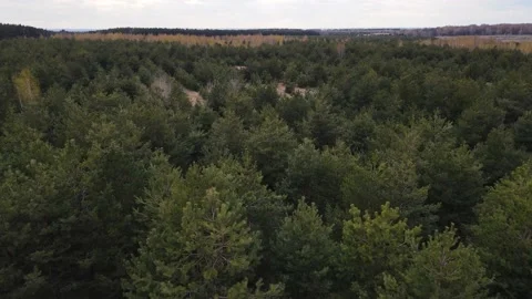 Drone moves along the pine forest Stock Footage 161149232