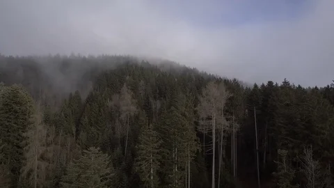 A drone moves backwards from a forest and reveals a lot of pine treetops Stock Footage 100759457