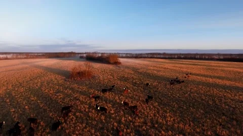 Drone moves in circles above cows on a sunny evening in Manitoba, Canada Stock Footage 166977574