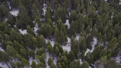 Drone moves forward over snowy forest. Stock Footage 247654908