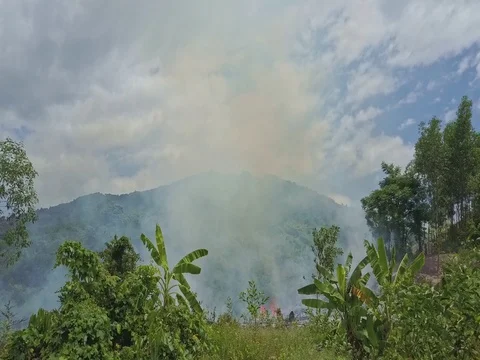 Drone Moves from Grass and Palms to Burning Land Plot Stock Footage 80075790
