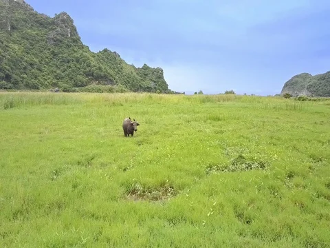 Drone Moves to Large Buffalo on Wide Green Meadow Stock Footage 81571877