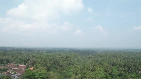 Drone moves from top to bottom looking at the forest Stock Footage 261931208