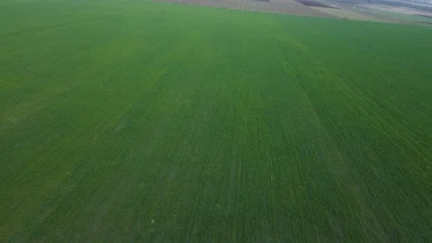 The drone moves very low over the sprouts of wheat on the field. Young wheat or Stock Footage 151848050
