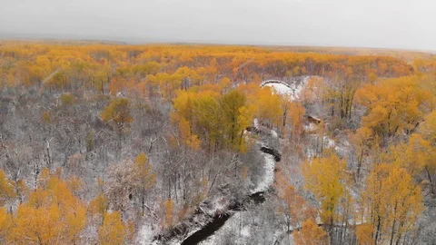 Drone moving above a bright orange colored autumn forest after the first snow Stock Footage 118936468