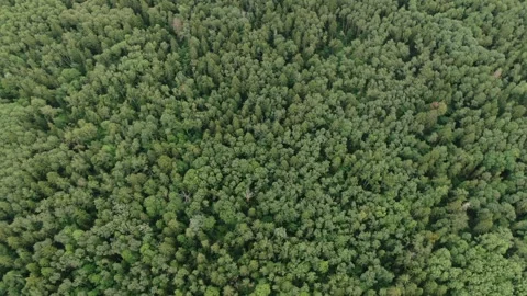 Drone moving above forest canopy with rotation Video stock 326554563