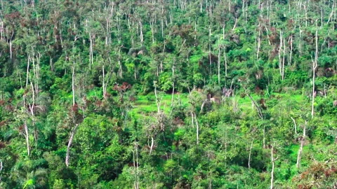 Drone moving above forest canopy, Republic of Congo Stock Footage 331999368