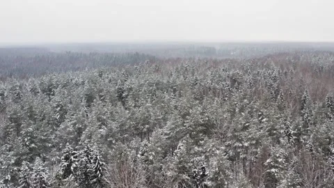 Drone moving above the snow capped pine forest in dark and moody weather. Stock Footage 148330647