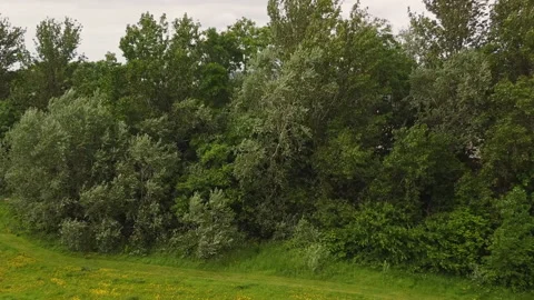 Drone moving away from forest line Stockbeeldmateriaal 155575568