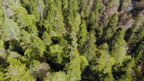 Drone moving backward from pine green woods forest to snow mountains with blue Video stock 123173474