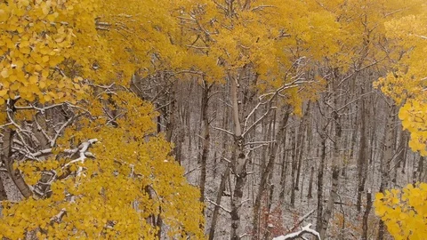 Drone moving backward slowly through the treetops in brightly colored trees  Stock Footage 117735969