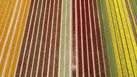 Drone moving backwards over beautiful colorful tulip fields Video stock 273863511
