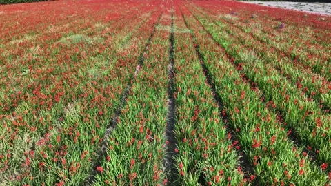 Drone moving backwards over flower field wide Stock Footage 346319209
