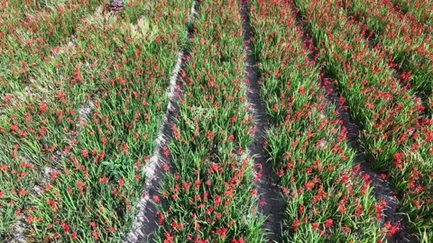 Drone moving backwards over flower field Stock Footage 346319210
