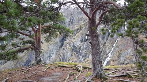 Drone moving between two trees revelaing mountain view Stock Footage 127569194