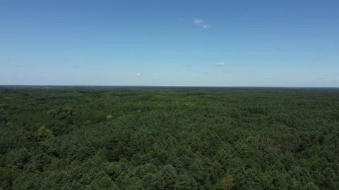 Drone moving down over endless forest in eastern poland Stock Footage 165159303