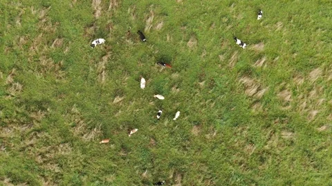 Drone moving downward above herd on rural meadow Stock Footage 333956377