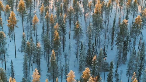 Drone moving fast backwards over snow filled sun soaked forest in Finland Stock Footage 275261326