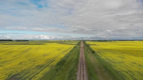 Drone moving forward above a railroad track with large fields of blooming canola Stock Footage 140273498