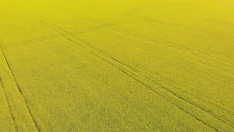 Drone moving forward and looking down on a large field of blooming canola Stock Footage 141062824