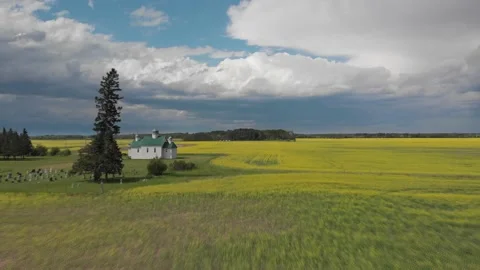 Drone moving forward and looking over large field of canola and old church Stock Footage 141063004