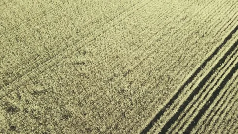 Drone moving forward and looking down onto a large field of wheat  Stock Footage 252835072