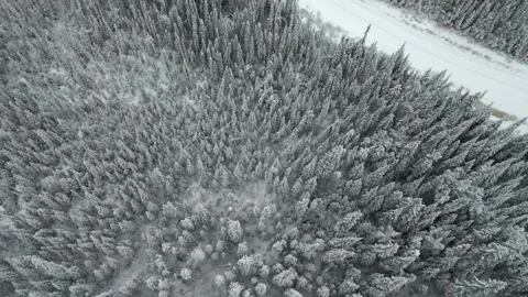 Drone moving forward and looking almost straight down at a forest covered in sno Stock Footage 256032018