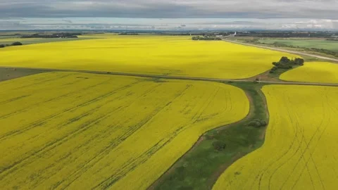 Drone moving forward high above vast fields of blooming canola.   Stock Footage 140273470